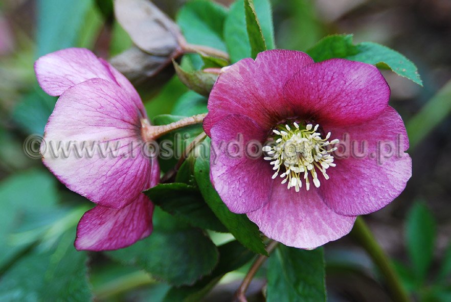 Helleborus - Ciemiernik IV