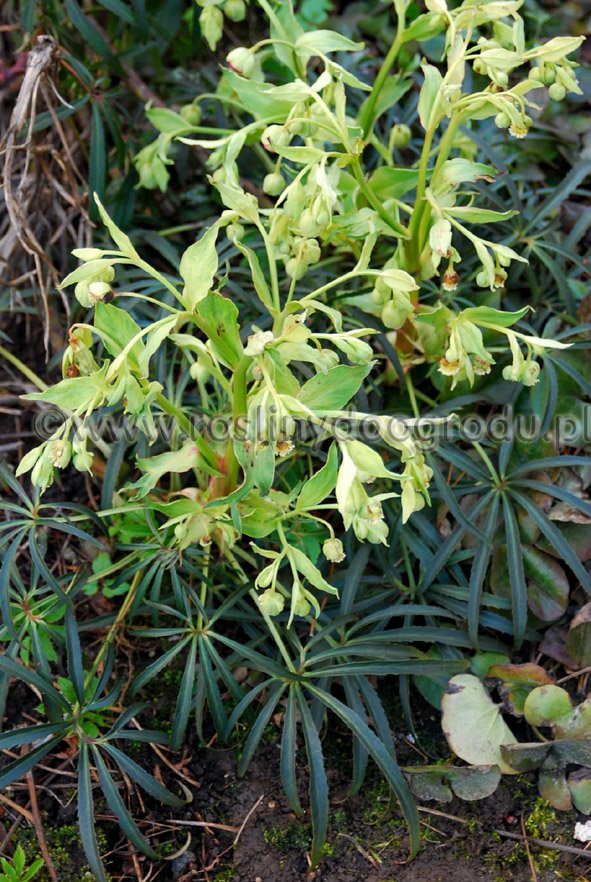 Helleborus foetidus - Ciemiernik cuchnący