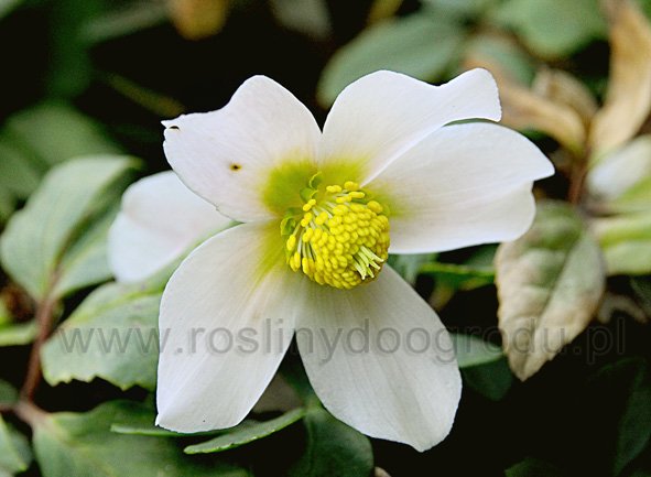 Helleborus niger - Ciemiernik biały