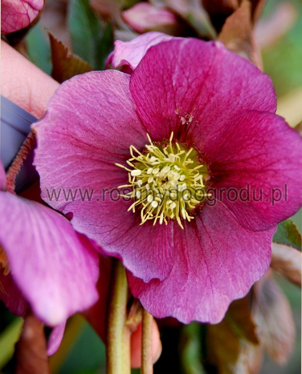 Helleborus orientalis - Ciemiernik orientalny I