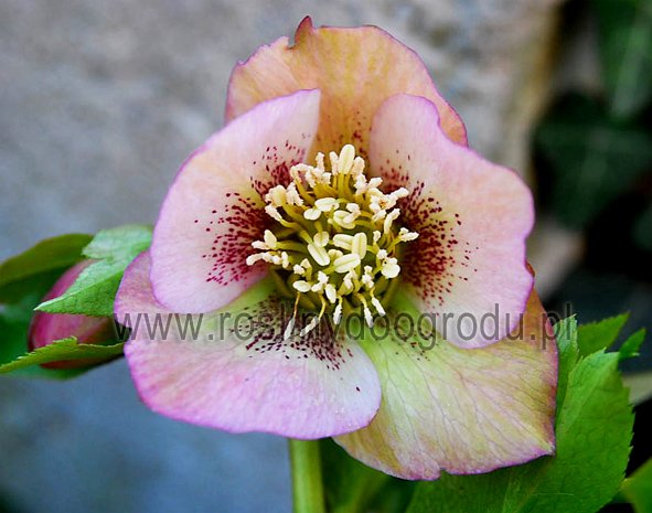 Helleborus orientalis - Ciemiernik orientalny II