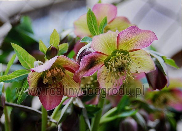 Helleborus orientalis - Ciemiernik orientalny III