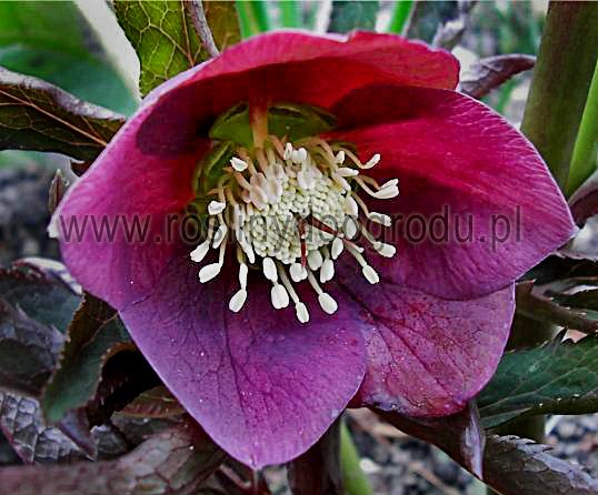 Helleborus orientalis - Ciemiernik orientalny IV