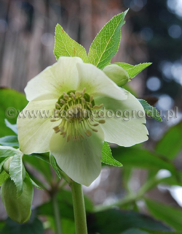 Helleborus orientalis - Ciemiernik orientalny V