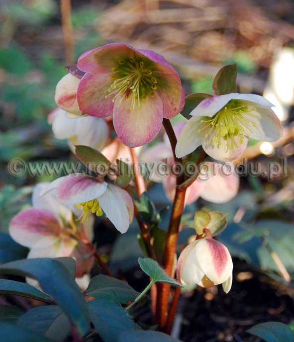 Helleborus x nigercors - Ciemeiernik mieszańcowy Silver Moon