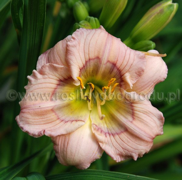 Hemerocallis Baby Blues Liliowiec Baby Blues