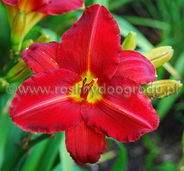 Hemerocallis - Liliowiec Baja