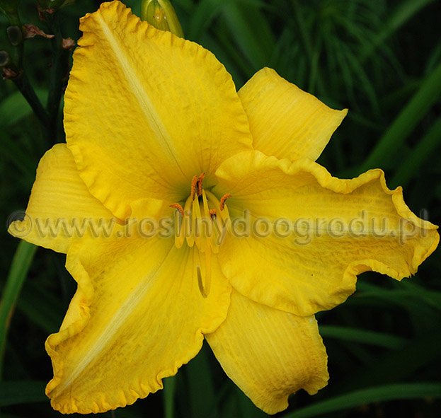 Hemerocallis - Liliowiec Bells Appelling