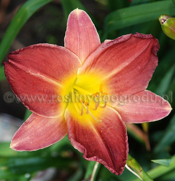Hemerocallis - Liliowiec Brent Gabriel