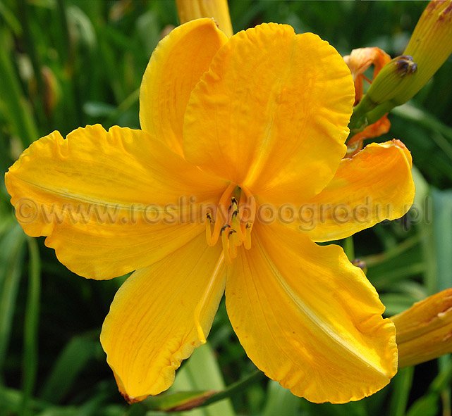 Hemerocallis - Liliowiec Cartwheels