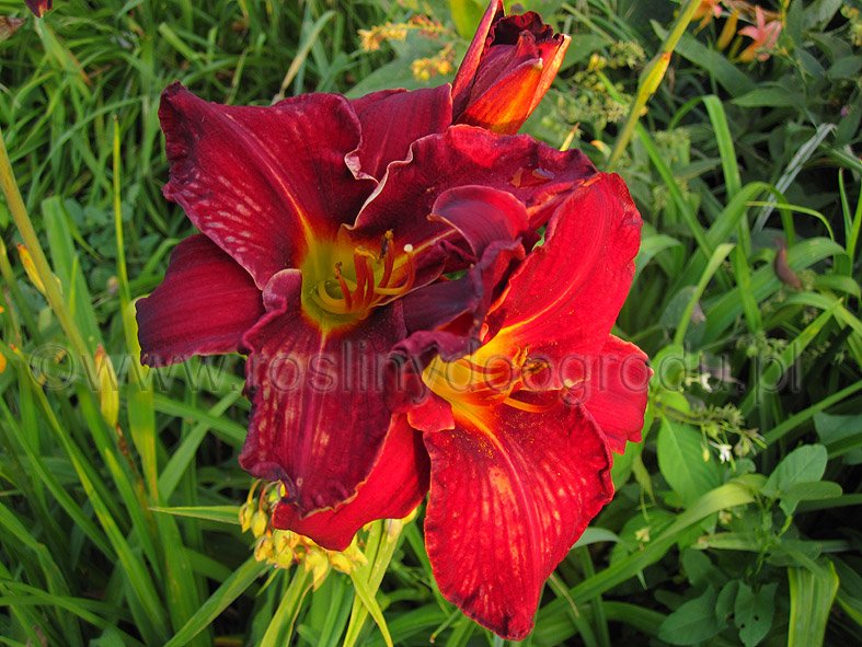 Hemerocallis - Liliowiec Ed Murray