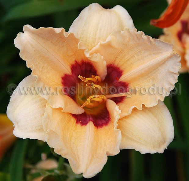 Hemerocallis - Liliowiec Exotic Echo