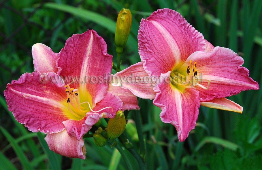 Hemerocallis - Liliowiec Grand Ways