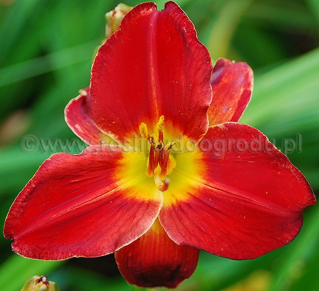 Hemerocallis - Liliowiec Jolly Heart