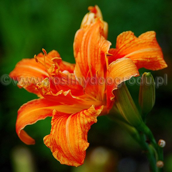 Hemerocallis - Liliowiec Kwanzo