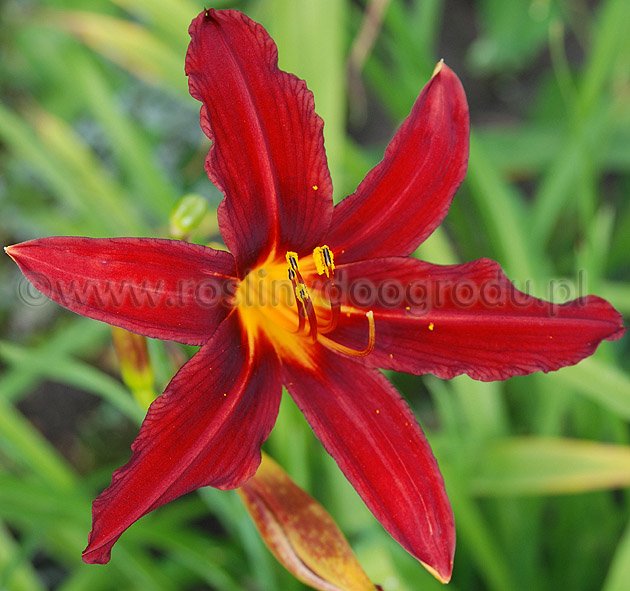 Hemerocallis - Liliowiec Mefisto