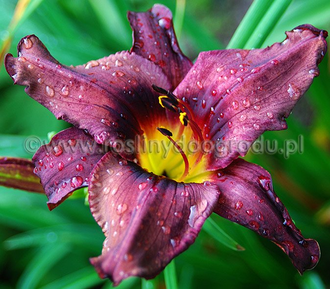 Hemerocallis - Liliowiec Minstreal Boy