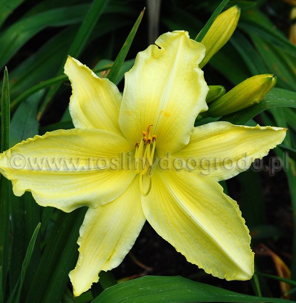 Hemerocallis - Liliowiec Moravia