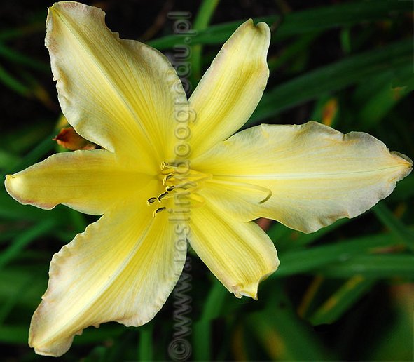 Hemerocallis - Liliowiec Mormon Spider