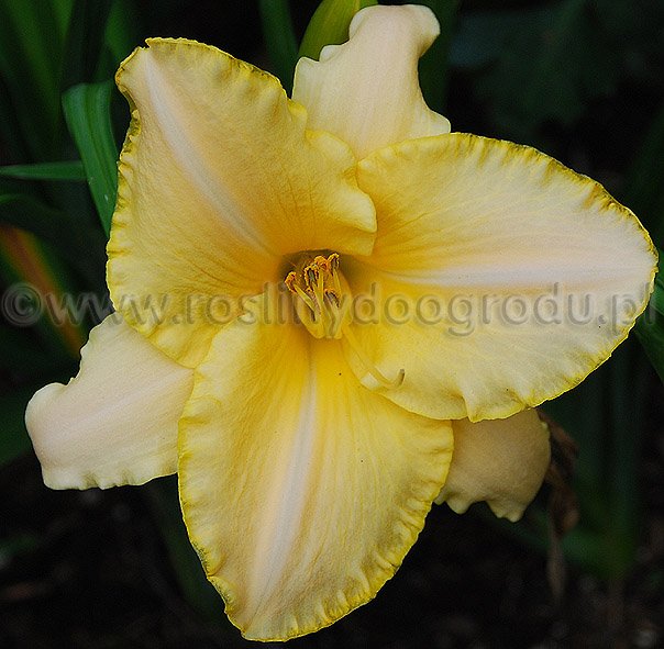 Hemerocallis - Liliowiec Persistent Memories