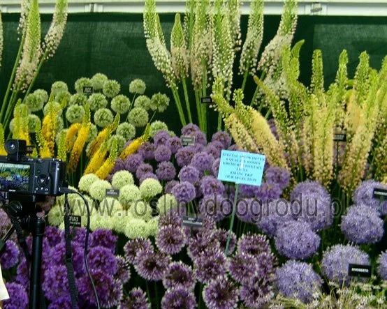 Eremurus - Pustynnik