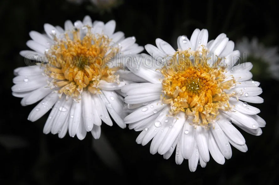 Aster alpinus Christina  - Aster alpejski Christina