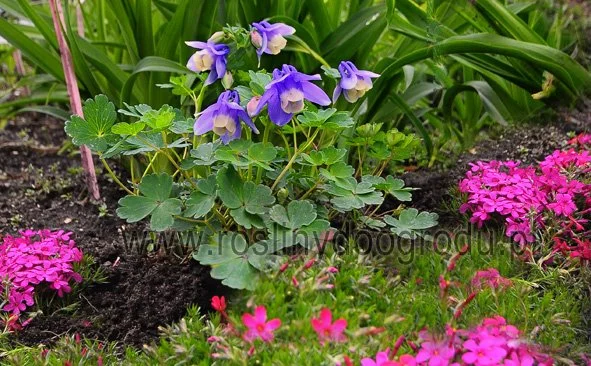 Aquilegia flabellata - Orlik Blue Angel