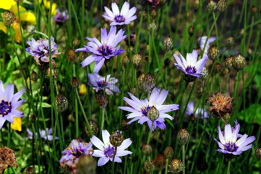 Catanache Caerulea - Kupidynek błękitny