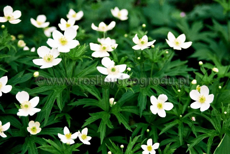 Anemone canadensis - Zawilec kanadyjski