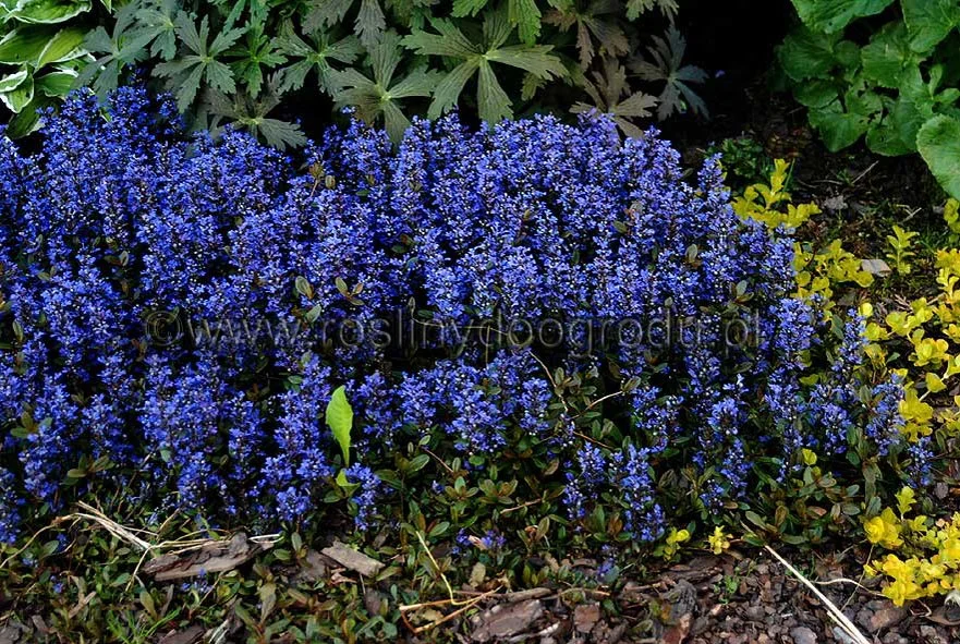 Ajuga reptans - Dąbrówka rozłogowa Chocolate Chip