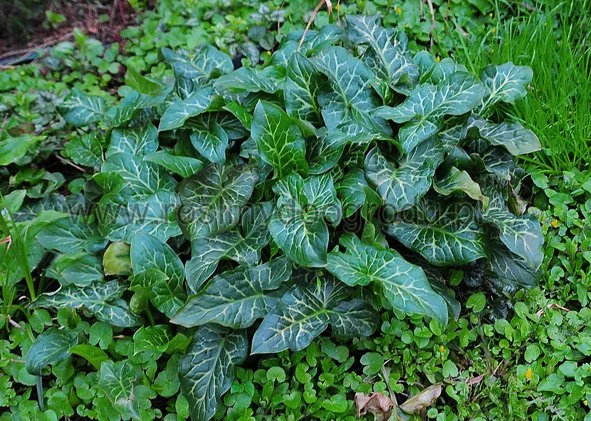 Arum italicum - Obrazki włoskie