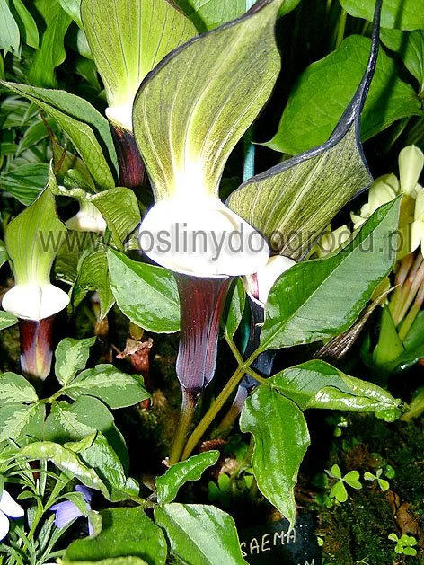 Arisaema - Arisema