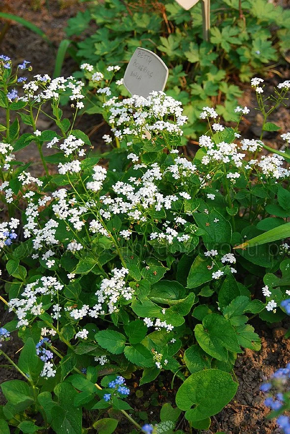 Brunnera macrophylla - Niezapominajka kaukaska Betty Bowring