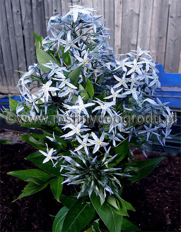 Amsonia ciliata - Amsonia