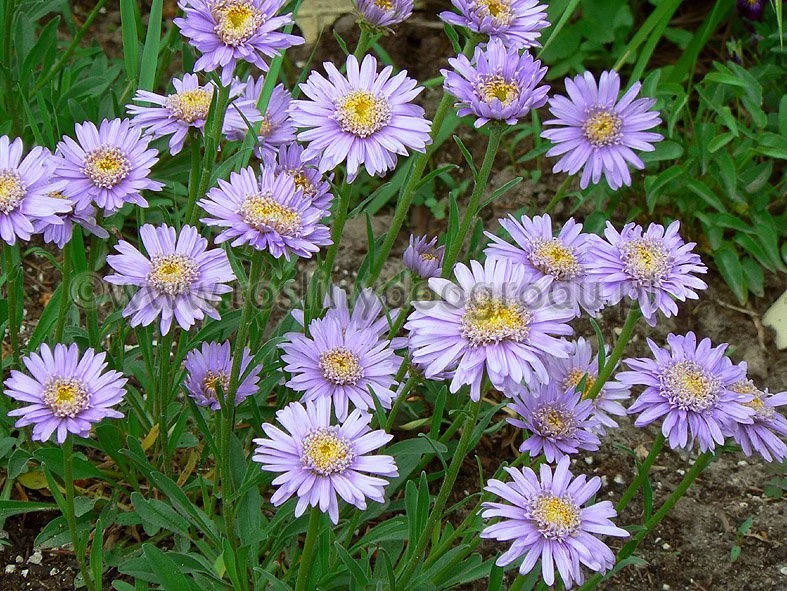 Aster alpinus plena - Aster alpejski pełny