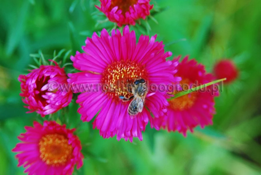 Aster novae angliae - Aster nowoangielski Alma Pottschke