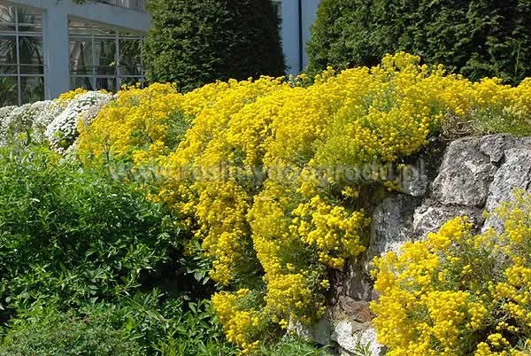 Alyssum saxatile - Smagliczka skalna