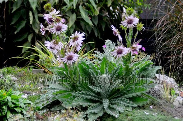 Berkheya purpurea - Berkheya