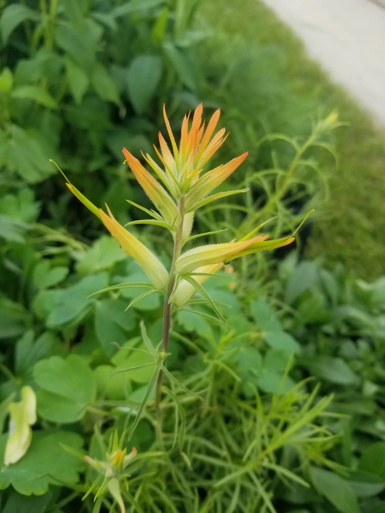 Piney Island Native Plant Nursery