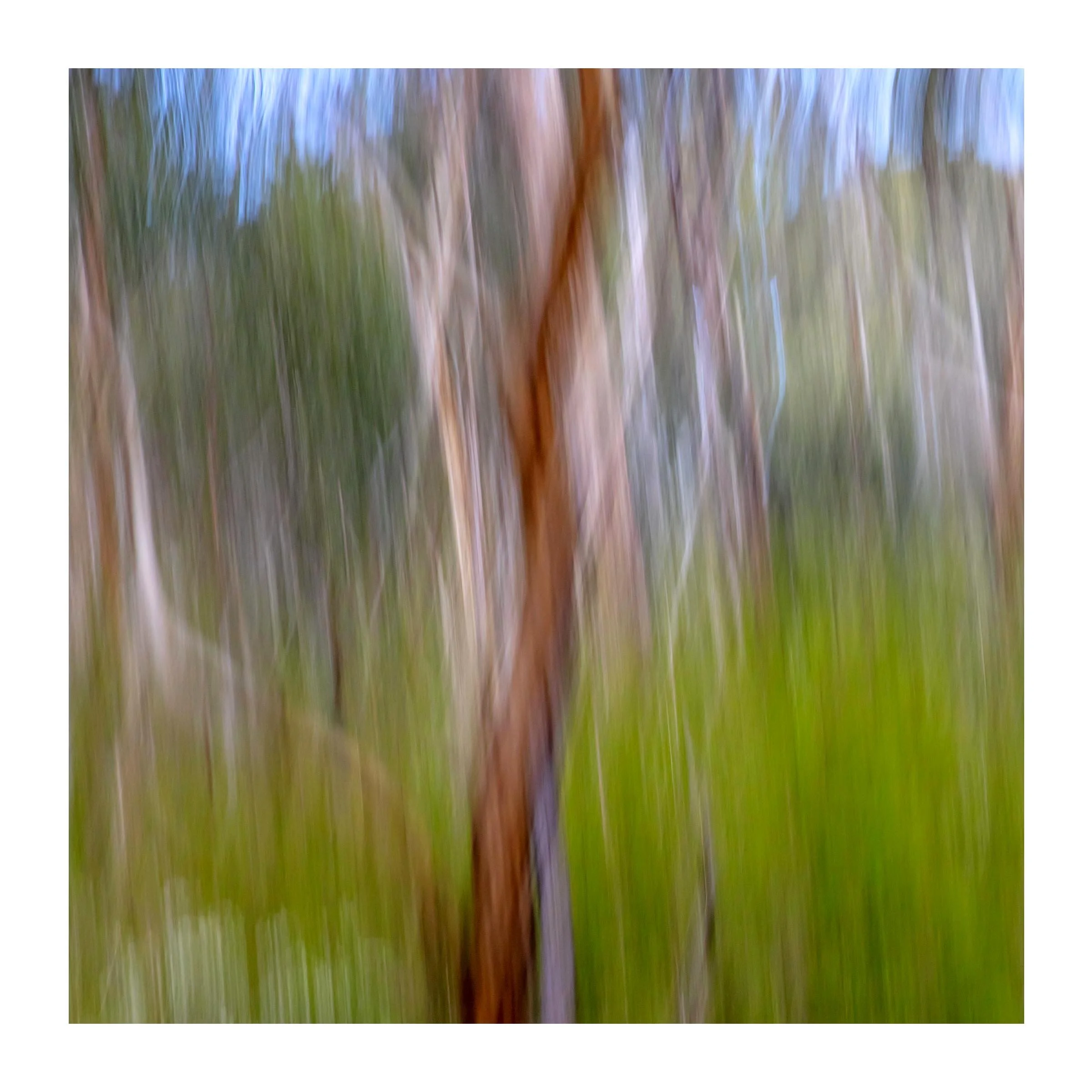 eucalypt #10