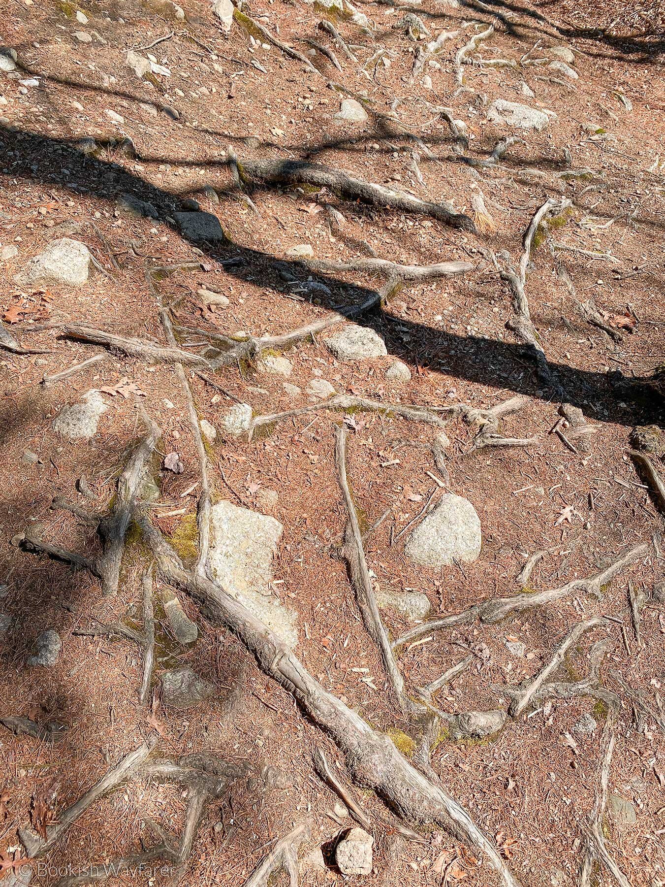 Tree roots on Ashland Reservoir Trail