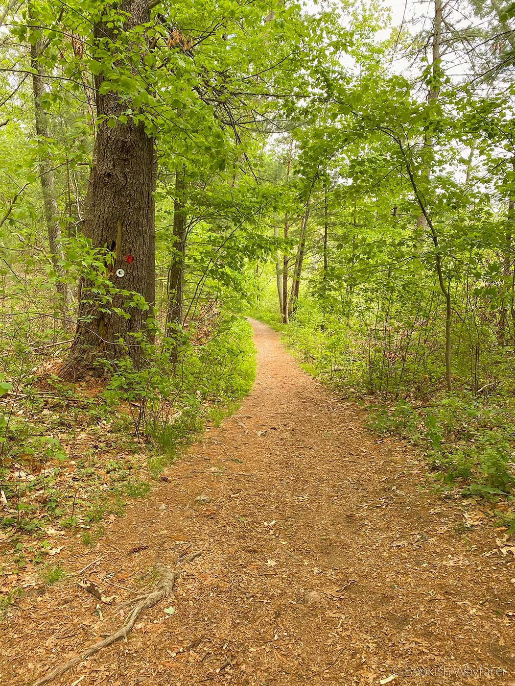 rocky-narrows-overlook-loop-path.jpg