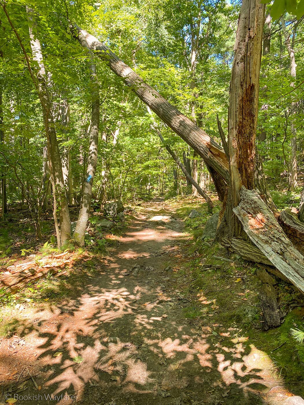 blue-hills-nahanton-hill-loop-6