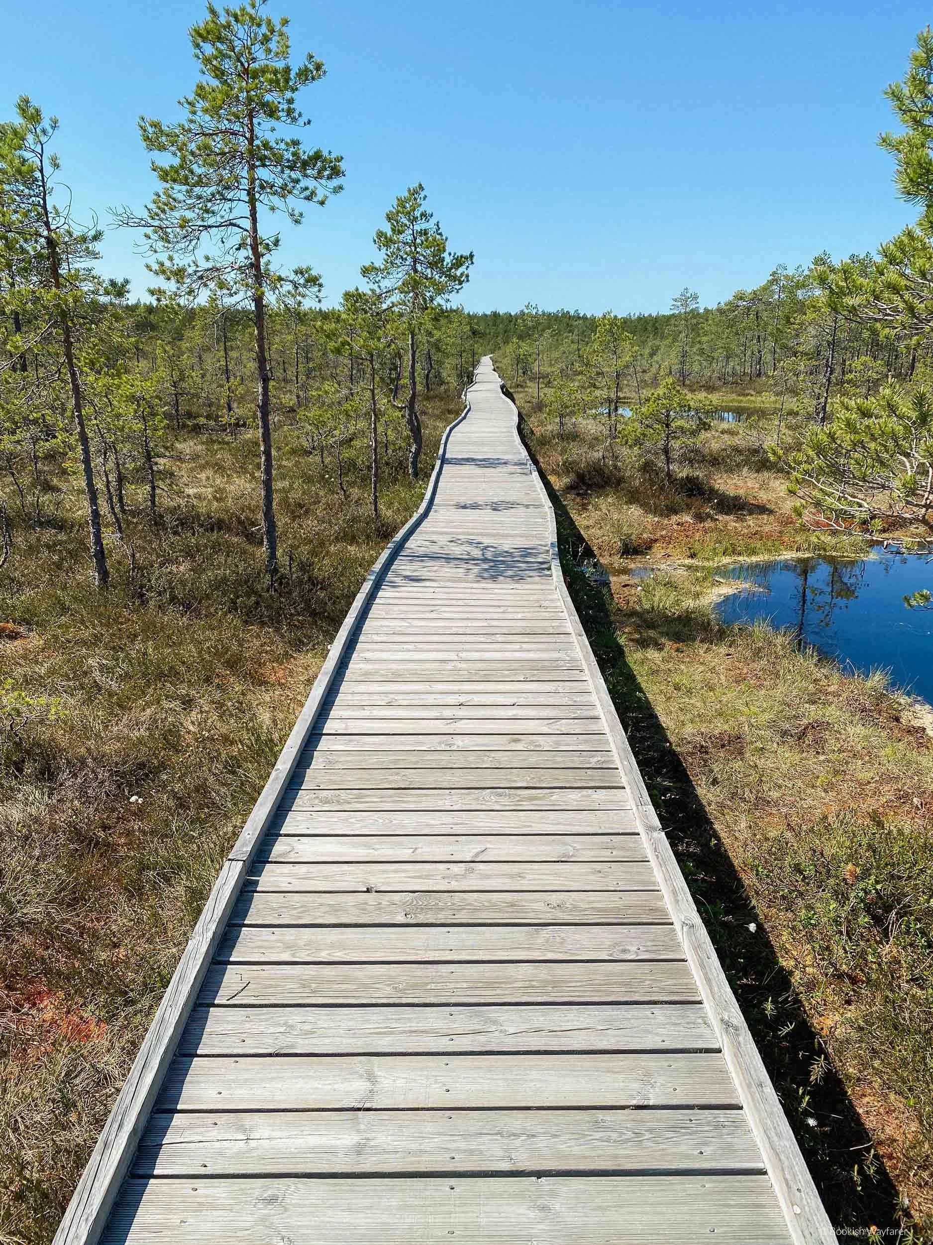 viru-bog-trail.jpg