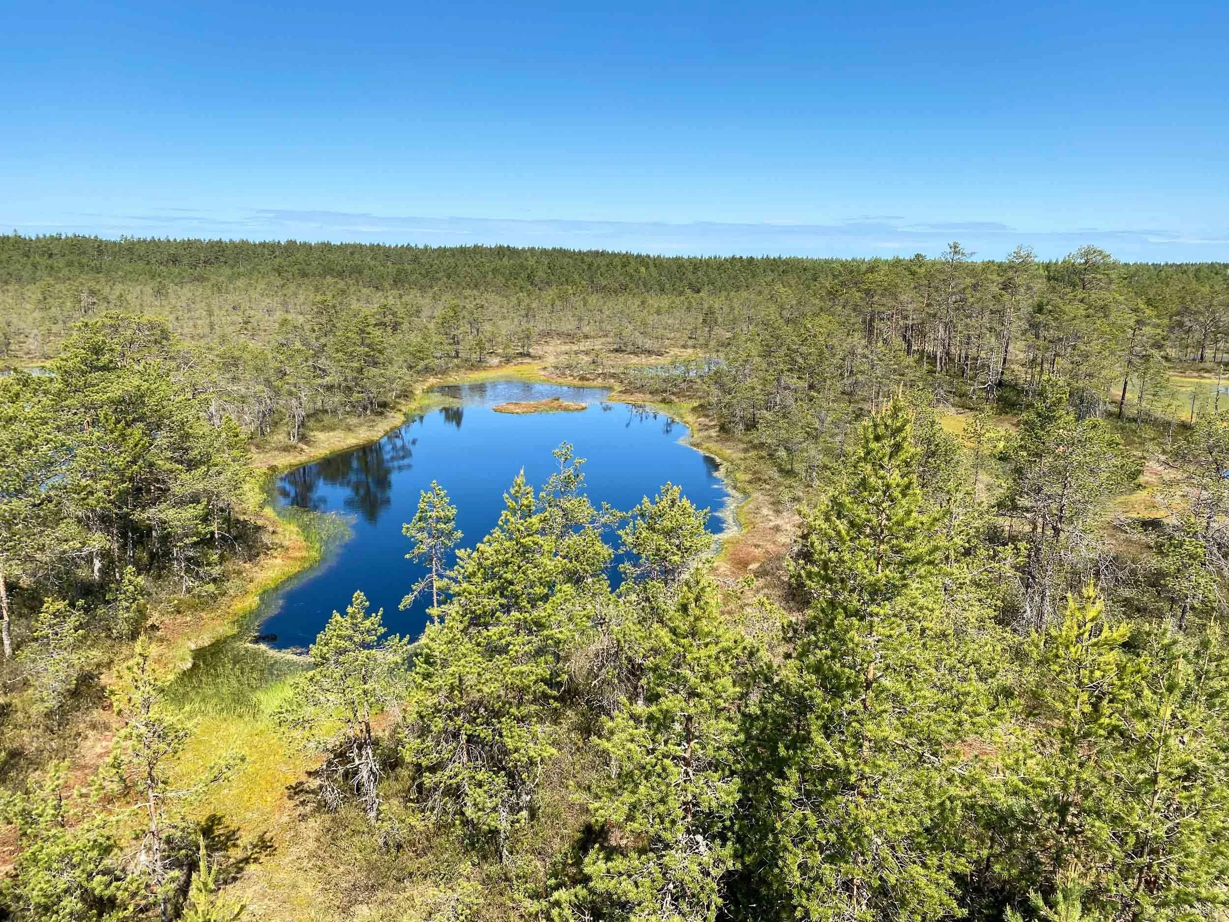 viru-bog-view-from-watchtower.jpg