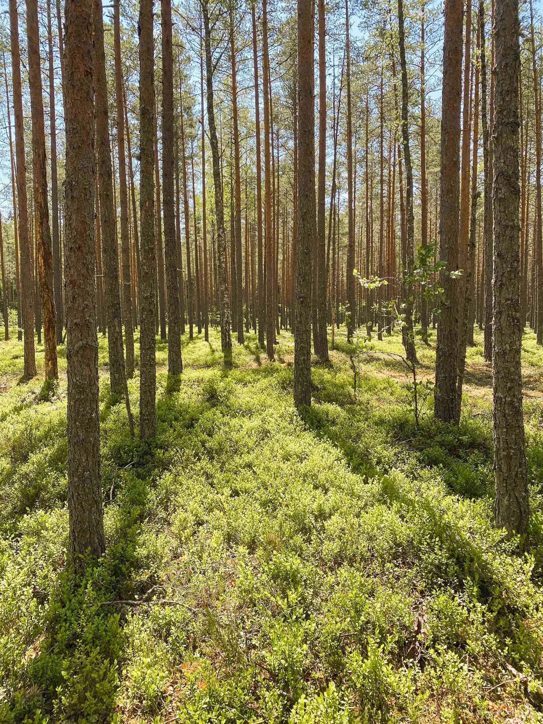 oandu-forest-trail.jpg