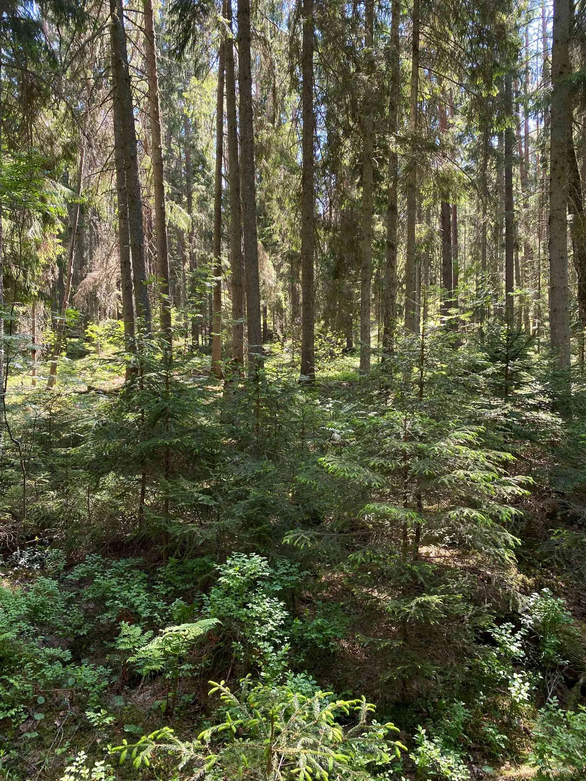 oandu-forest-view-from-trail.jpg