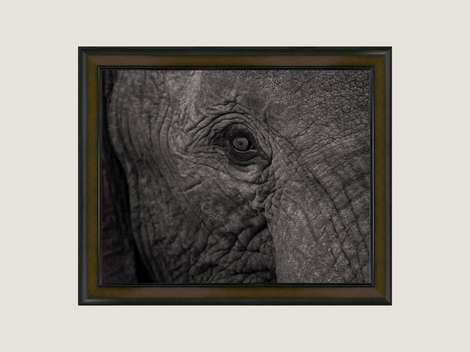 elephant-eye-single.jpg
