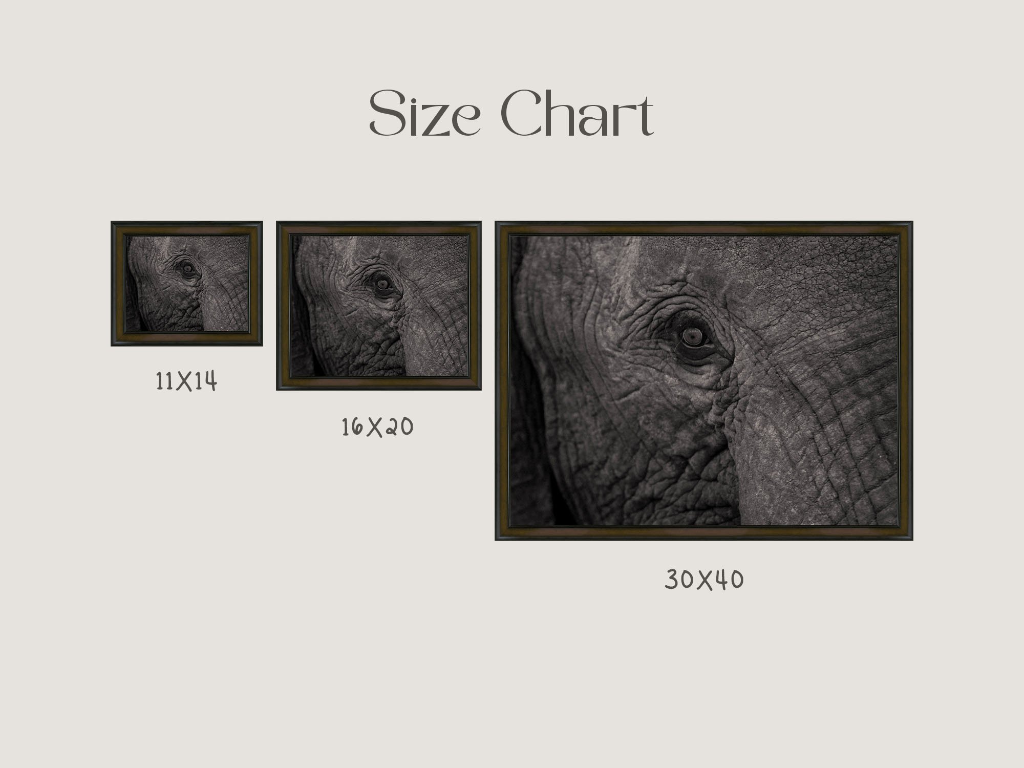 elephant-eye.jpg