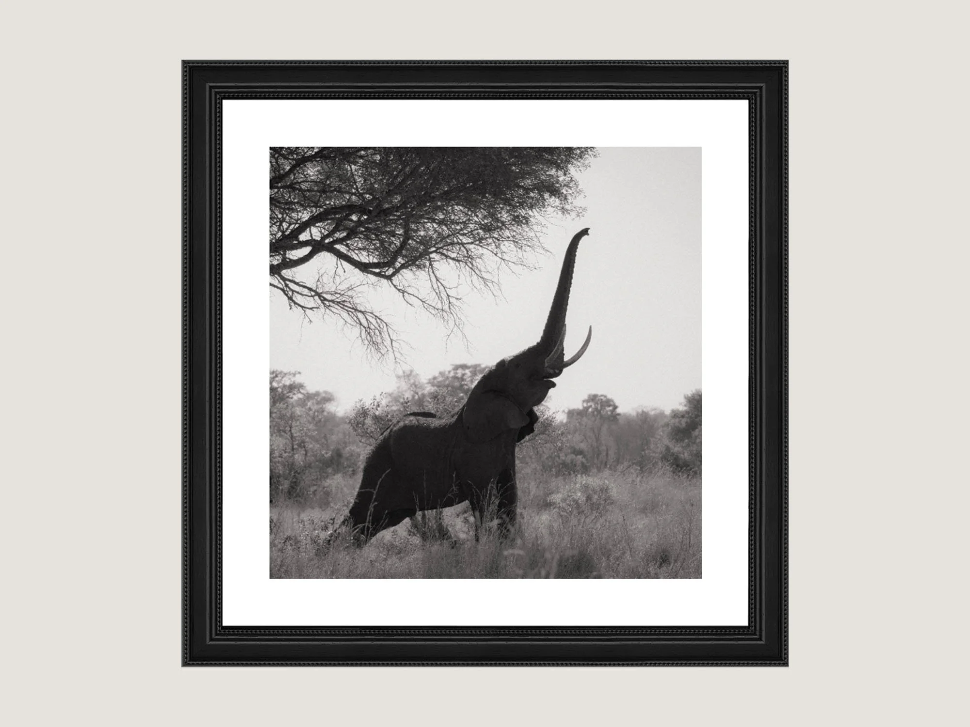 elephant-reach-single.jpg